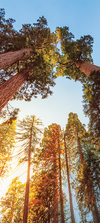 Giant sequoia trees in Sequoia National Park, California