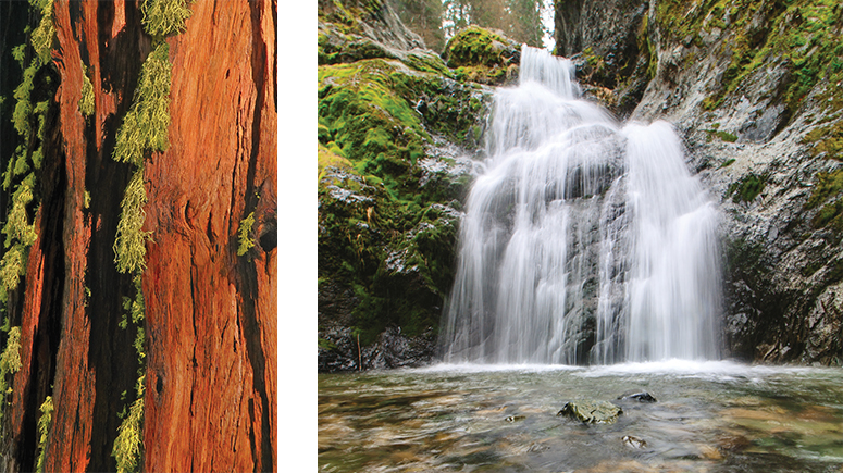 Redwood Tree and River Textures