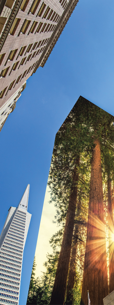 San Francisco skyline with image of redwoods
