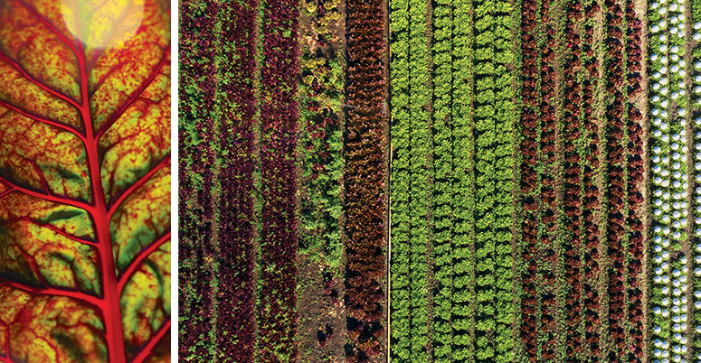 Close up photo of a leaf and aerial image of crop rows 