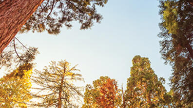 Giant sequoia trees in Sequoia National Park, California