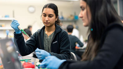 USF students working in a lab