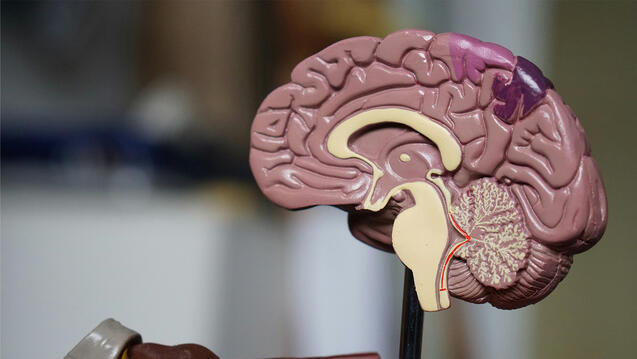 Human brain model