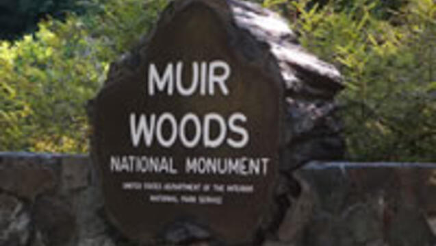 Read the story: MSEM Students Study Trees in Muir Woods for the National Park Service