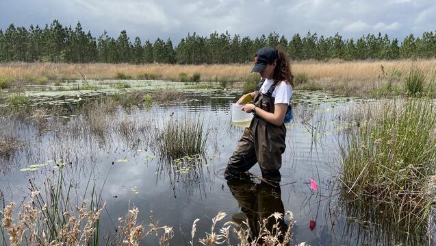 Allison Bogisich wades through the bayou