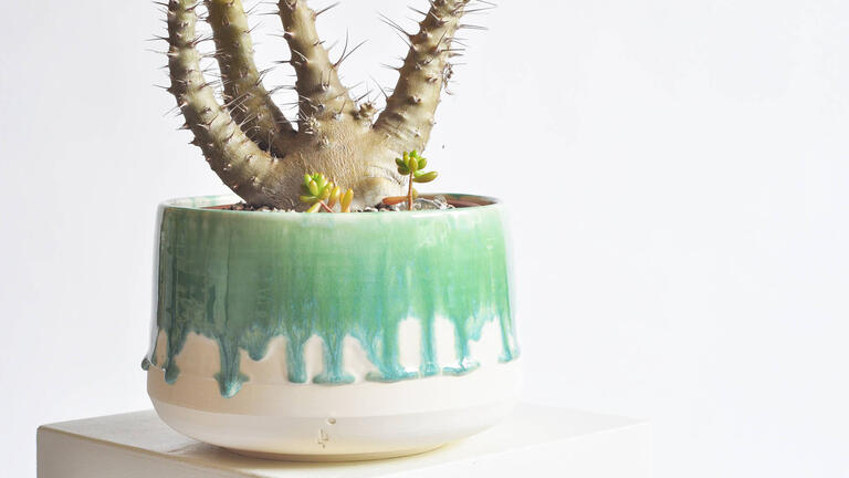 Plant in a decorative pot