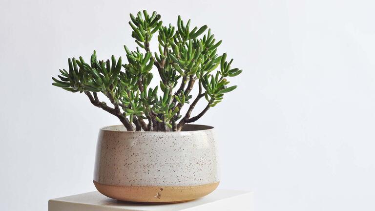 Plant in a decorative pot