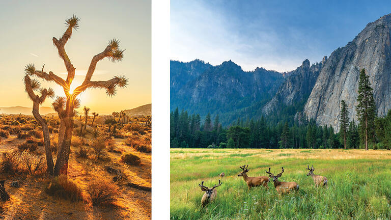 A Joshua Tree and a meadow landscape