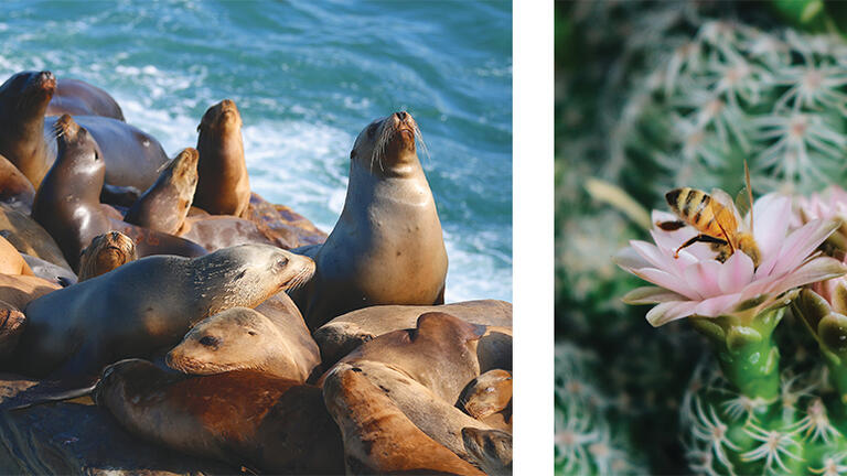 Sea lions and a bee in a flower