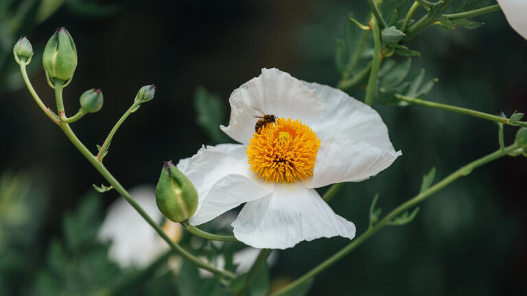 Closeup picture of flower