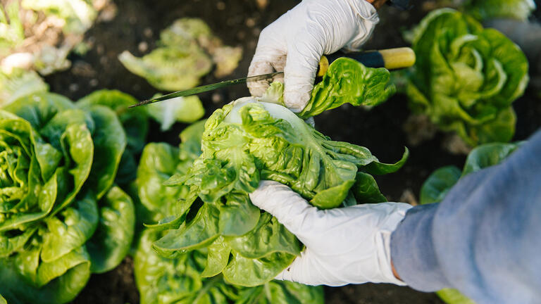 Crops at Star Route Farms