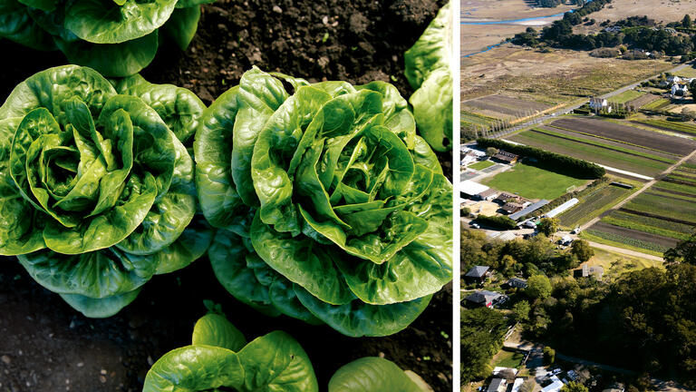 Macro photo of lettuce heads, drone shot of Star Route Farms