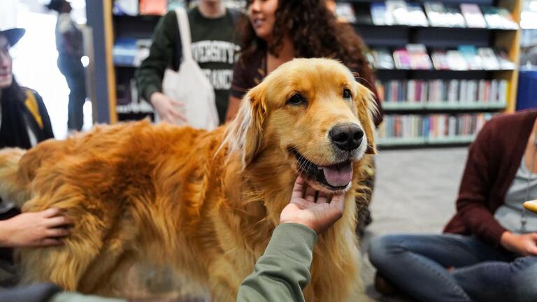 Hands petting a dog