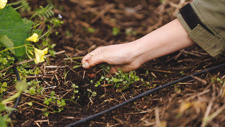 Hand in dirt.