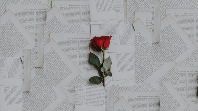 book pages and a red rose