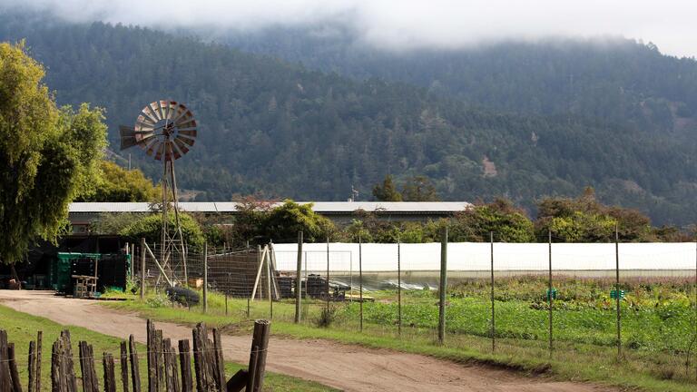 Windmill and driveway at Star Route Farms
