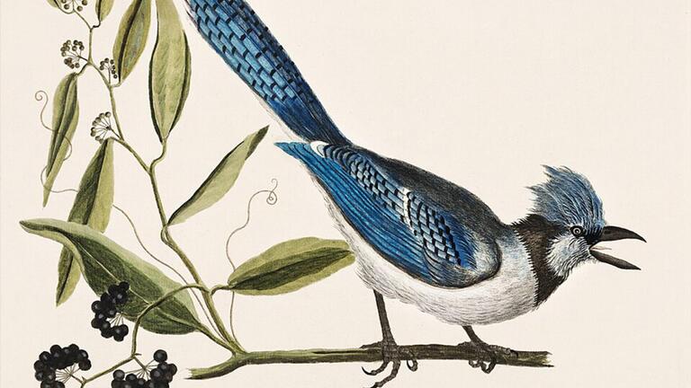 color illustration of a blue jay
