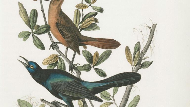 birds sitting on a branch