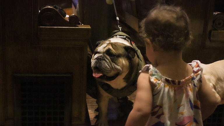 Bulldog inside St. Ignatius standing in front of a toddler