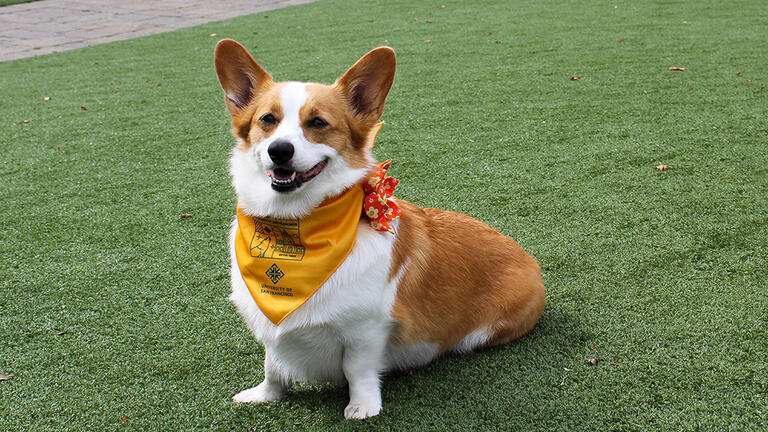 White and brown corgi wearing a yellow bandana