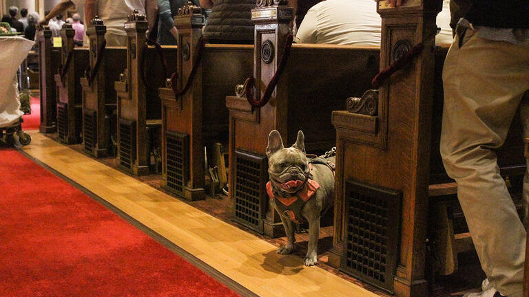 Grey french bulldog inside St. Ignatius church on USF campus