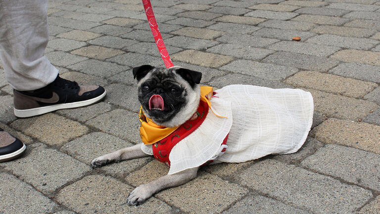 Black and grey pug laying on the ground in a white dress and bandana