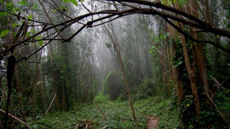 Mt. Sutro Forest