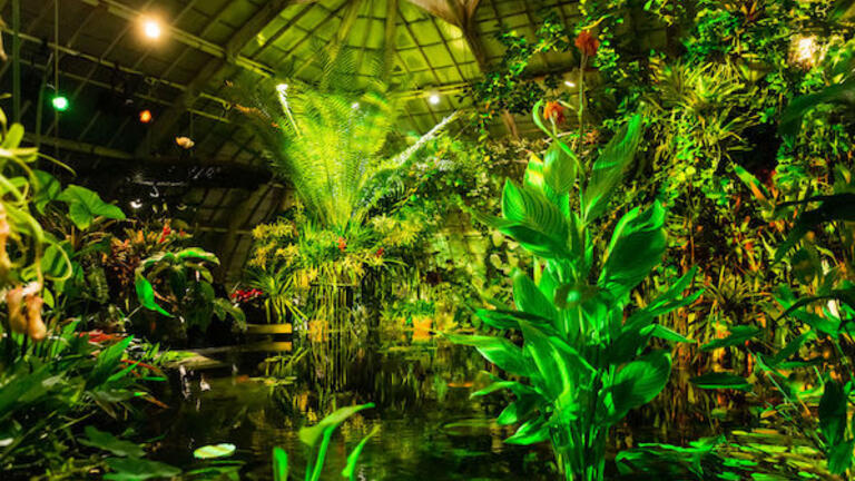 Night Bloom at Conservatory of Flowers