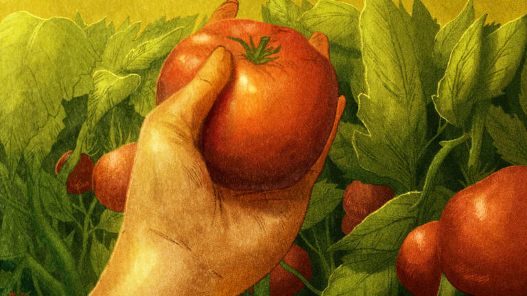 Illustration of a hand holding a tomato