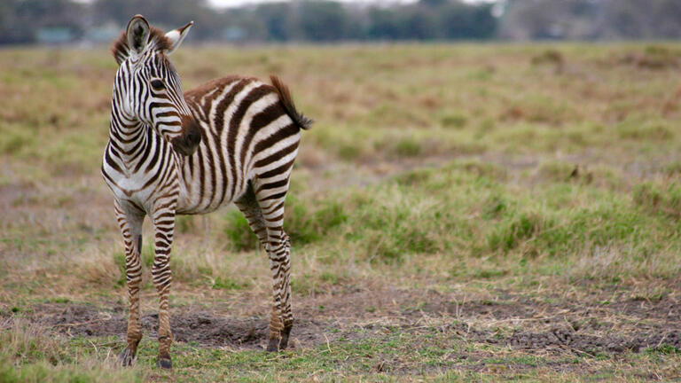 Zebra native to Amboseli National Park
