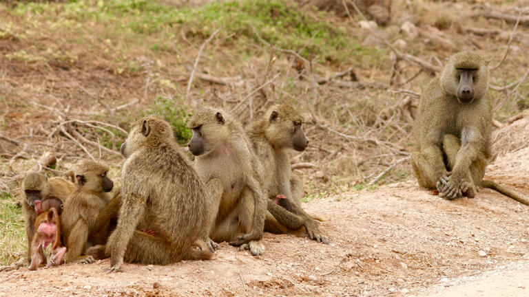 Baboons native to Amboseli National Park 