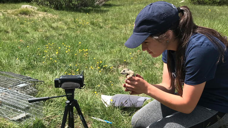 Biology major Nyla Leonardi ’19 tests a juvenile Belding’s squirrel’s docility.