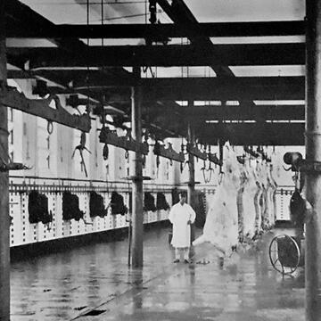 man stands among cattle