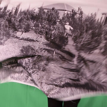 Video still from Seeing it for the Trees