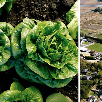 star route farms aerial shot and plant closeup