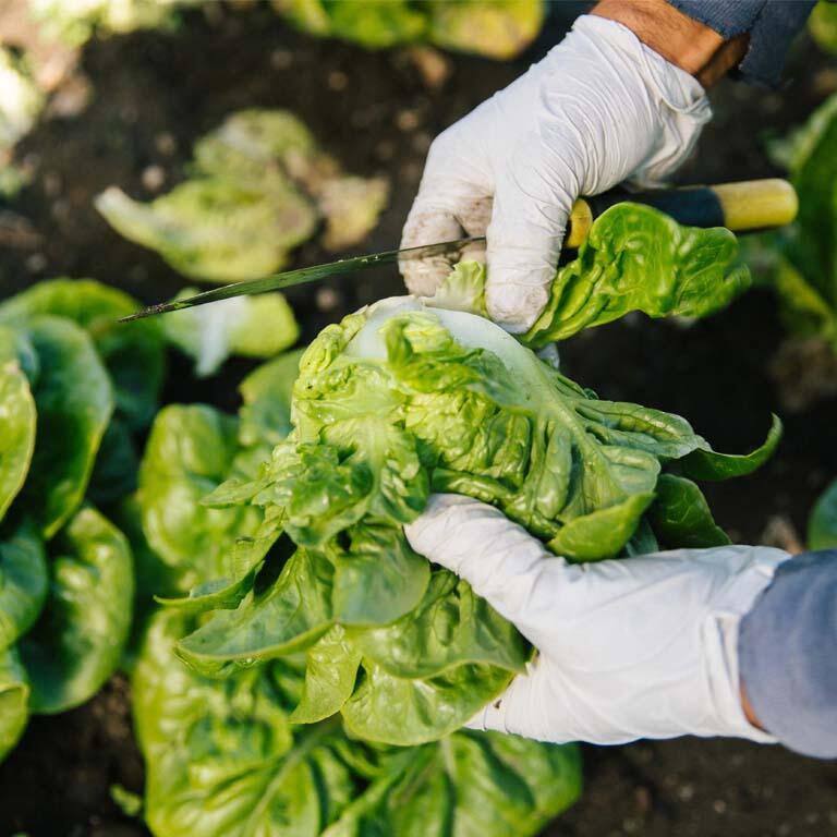 farmer harvesting lettuce