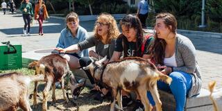 USF students petting dogs