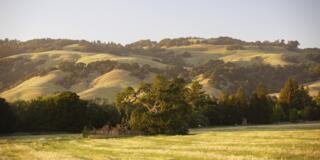 Field with tree and hill in background