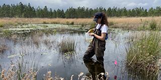 Allison Bogisich wades through the bayou