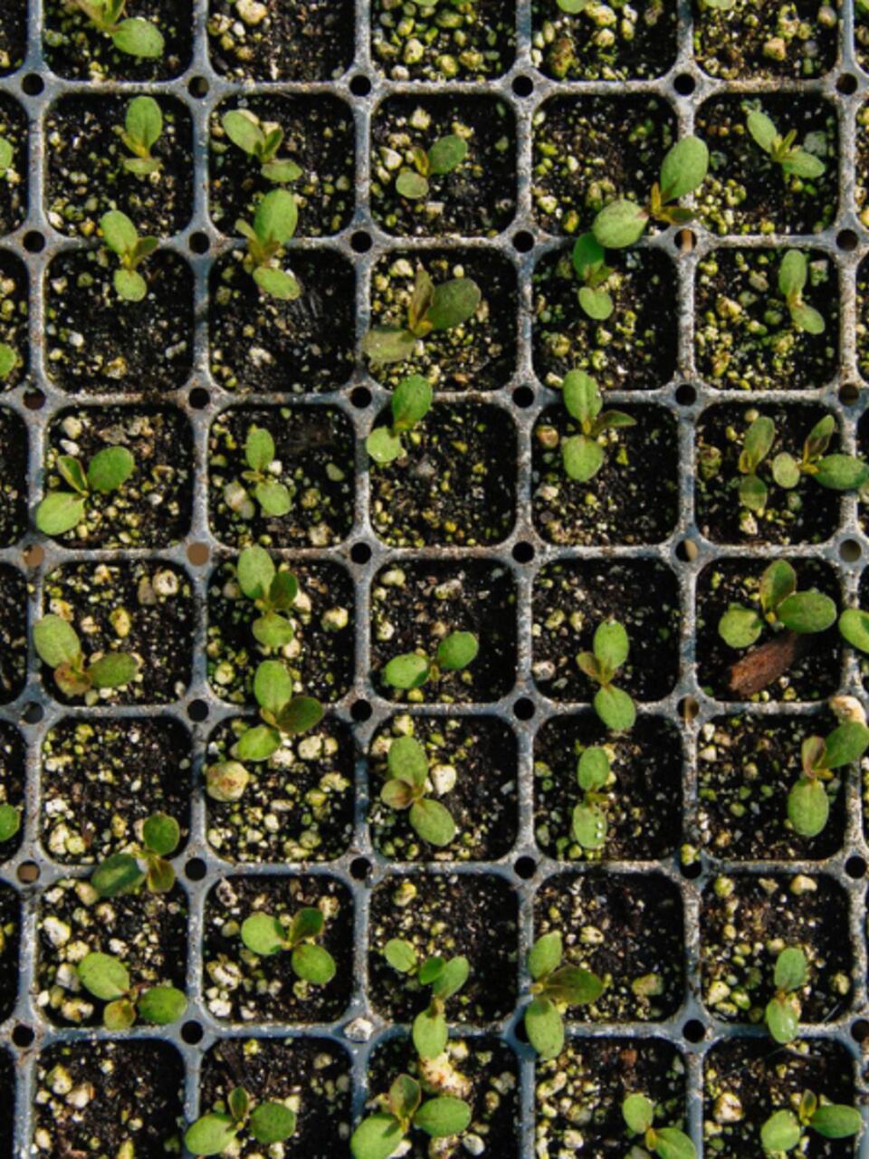 plot of plants